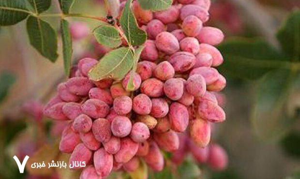 ایران یا آمریکا؟/ شماره یک پسته جهان کدام کشور است؟