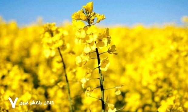 بخش خصوصی هنوز برای خرید تضمینی کلزا اعلام آمادگی نکرده است – خبرگزاری مهر | اخبار ایران و جهان