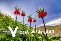 لالههای واژگون ماهنشان لالههای واژگون ماهنشان