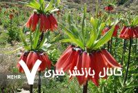 لالههای واژگون لرستان لالههای واژگون لرستان