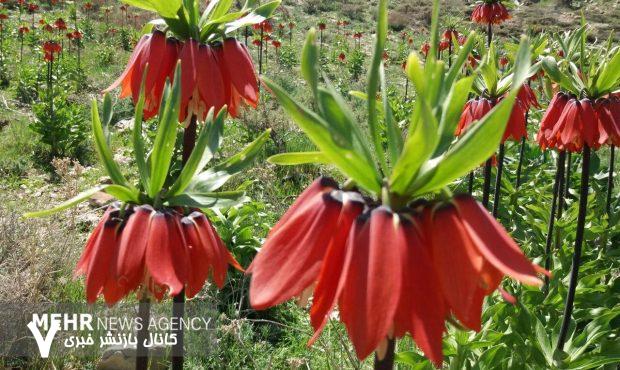 لالههای واژگون لرستان لالههای واژگون لرستان