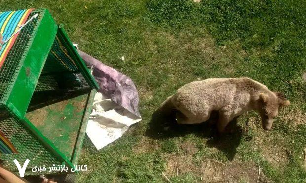 ببینید/ عملیات زندهگیری خرس قهوهای در مشگینشهر ببینید/ عملیات زندهگیری خرس قهوهای در مشگینشهر