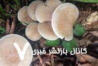 وزارت کشاورزی: مردم از مصرف قارچ‌های وحشی خودداری کنند