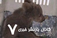 محیط زیست گم شدن توله خرس دوم در پارک پردیسان تهران را تکذیب کرد