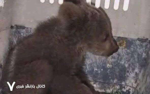 محیط زیست گم شدن توله خرس دوم در پارک پردیسان تهران را تکذیب کرد محیط زیست گم شدن توله خرس دوم در پارک پردیسان تهران را تکذیب کرد