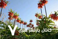 فرش قرمز لاله‌های واژگون در لرستان – خبرگزاری مهر | اخبار ایران و جهان