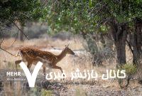 گوزنهای زرد پرورشی آیا در طبیعت دوام میآورند؟ – خبرگزاری مهر | اخبار ایران و جهان گوزنهای زرد پرورشی آیا در طبیعت دوام میآورند؟ – خبرگزاری مهر | اخبار ایران و جهان