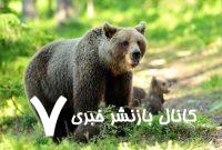 ورود خرس به خانه‌ای در روستای تاش شاهرود – خبرگزاری مهر | اخبار ایران و جهان