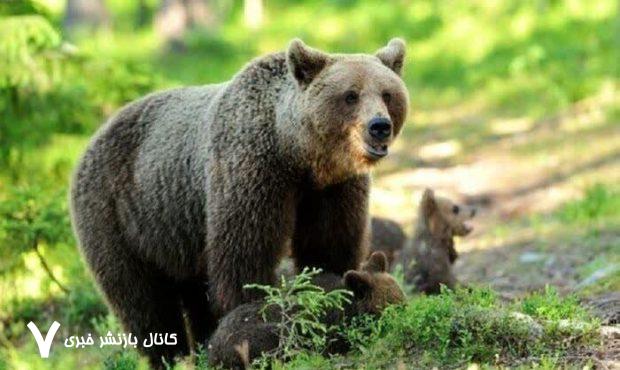 ورود خرس به خانهای در روستای تاش شاهرود – خبرگزاری مهر | اخبار ایران و جهان ورود خرس به خانهای در روستای تاش شاهرود – خبرگزاری مهر | اخبار ایران و جهان