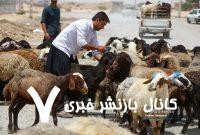 قیمت دام زنده امروز ۲ خرداد ۱۴۰۴ / قیمت گوسفند در تهران چند شد؟ + جدول
