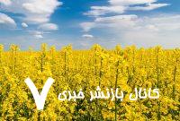 خریداری ۱۶ هزار تن دانه روغنی کلزا از کشاورزان استان ایلام