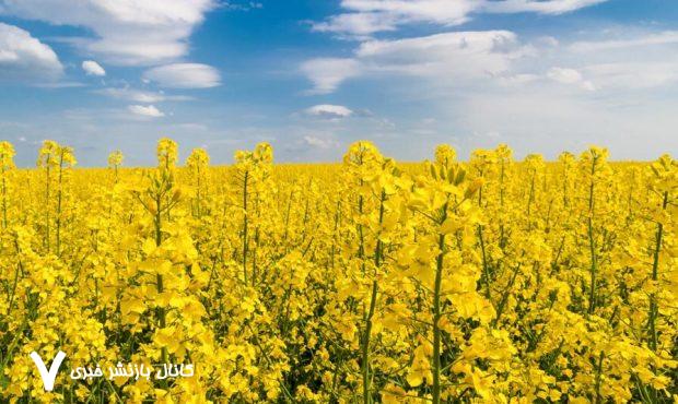 خریداری ۱۶ هزار تن دانه روغنی کلزا از کشاورزان استان ایلام