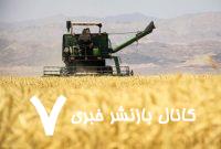 بازنگری در قیمت گندم کلید می‌خورد