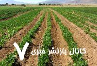 دو هزار هکتار حبوبات دیم در اراضی آوج کشت شد