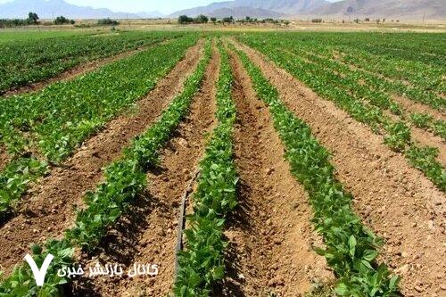 دو هزار هکتار حبوبات دیم در اراضی آوج کشت شد