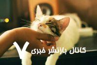 ماجرای زنی به‌دلیل غذا دادن به گربه، تحت پیگرد قانونی قرار گرفت