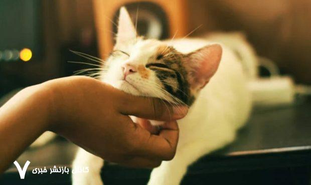 ماجرای زنی به‌دلیل غذا دادن به گربه، تحت پیگرد قانونی قرار گرفت