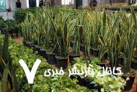 بیستمین نمایشگاه گل و گیاه در قزوین برگزار می‌شود