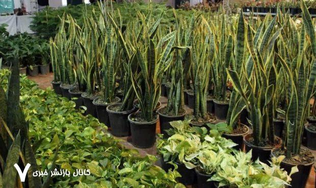 بیستمین نمایشگاه گل و گیاه در قزوین برگزار می‌شود