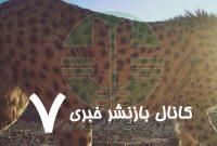 «توله بازمانده هلیا» شناسایی شد