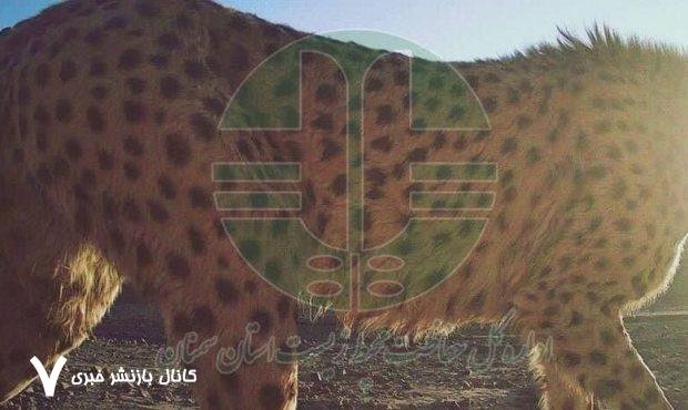 «توله بازمانده هلیا» شناسایی شد
