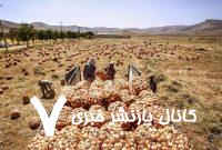 هزاران تن پیاز در دمای ۴۵ درجه جنوب کرمان دپو شد