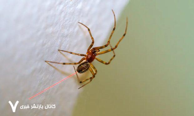 عنکبوت‌ جهش‌یافته‌ تار قرمز می‌تند / عکس