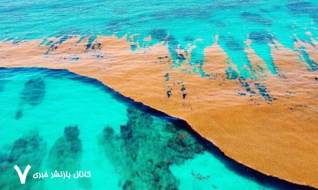 دریای اسرارآمیز بدون مرز با خشکی؛ با «سارگاسو» آشنا شوید