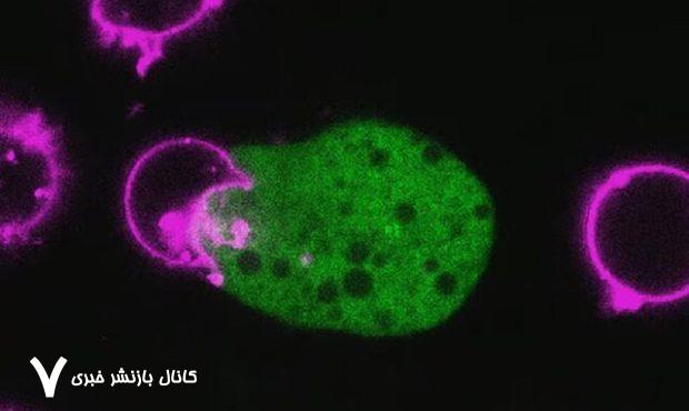 انگل حیله‌گر! – خبرآنلاین
