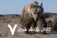 تماشای تلاش طاقت‌فرسای کمیاب‌ترین خرس جهان برای یافتن آب