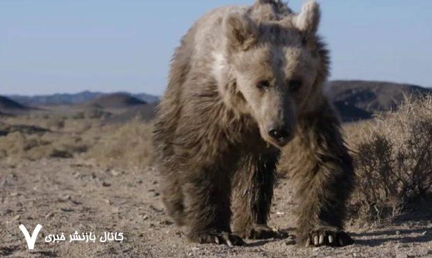 تماشای تلاش طاقت‌فرسای کمیاب‌ترین خرس جهان برای یافتن آب