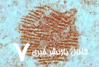 قدیمی‌ترین اثرانگشت‌ انسان پیدا شد / یادگاری از ۴۳ هزار سال پیش