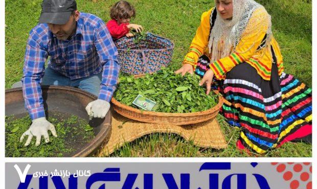 تاکنون ۱۳ میلیارد تومان به حساب چایکاران واریز شده و خرید در ۳۰ کارخانه چای‌سازی ادامه دارد