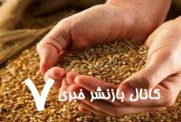 خبر جدید درباره پرداخت مطالبات گندمکاران/ قیمت واقعی گندم مشخص شد