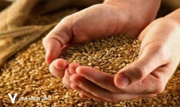 خبر جدید درباره پرداخت مطالبات گندمکاران/ قیمت واقعی گندم مشخص شد