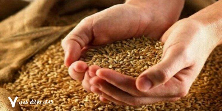 خبر جدید درباره پرداخت مطالبات گندمکاران قیمت واقعی گندم مشخص