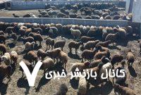 خشکسالی در کمین تولید گوشت قرمز ‌/ واردات دام افغانستانی به ایران