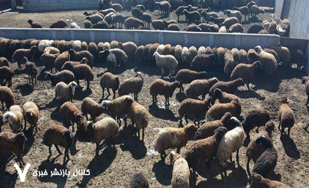 خشکسالی در کمین تولید گوشت قرمز ‌/ واردات دام افغانستانی به ایران