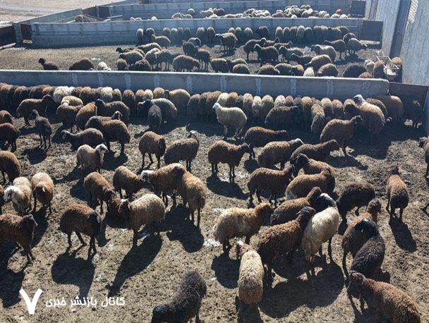 خشکسالی در کمین تولید گوشت قرمز ‌ واردات دام افغانستانی