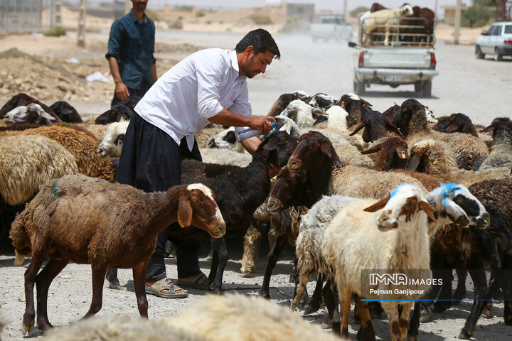 قیمت دام زنده امروز ۲ خرداد ۱۴۰۴ قیمت گوسفند