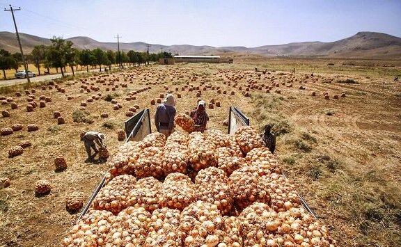 هزاران تن پیاز در دمای ۴۵ درجه جنوب کرمان دپو