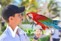 از «سلام» تا «متأسفم»؛ راز گفتار طوطی‌ها فاش شد!
