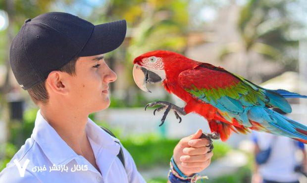 از «سلام» تا «متأسفم»؛ راز گفتار طوطی‌ها فاش شد!