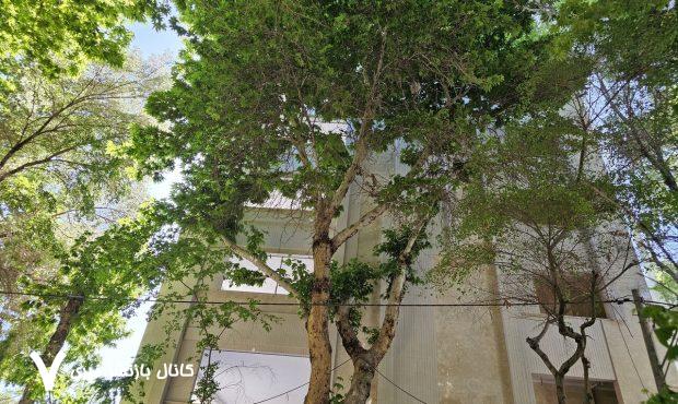 چنارهای روبروی خانه استاد کسایی نیز قطع شدند/رضی‌زاد: هیچ درخت کهنی در منطقه یک اصفهان خشک نشده است!