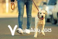 ممنوعیت سگ‌گردانی قانونی است؟ / از هر ۷یا ۸ ایرانی یک نفر حیوان‌خانگی دارد / می‌توانیم قوانینی برای نگهداری حیوانات خانگی تعیین کنیم