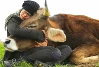 Factory Farming: Cruelty for Humans, Animals and the Planet