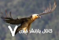 عکس | تصویری تازه از همای سعادت در حال پرواز بر فراز فلات ایران