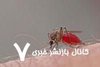 تب دنگی چه طور وارد می شود؟علاقه‌مندی پشه آئدس به لاستیک