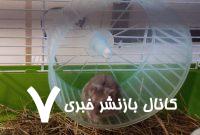 وقتی همستر شما به اینترنت متصل می‌شود!