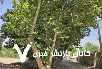 ببینید/ این بار؛ سایه «تبر» بر سر «چنارهای» محله «نصرآباد» اصفهان